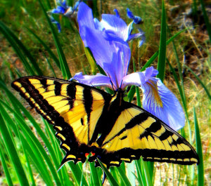 Wild Irises in Colorado’s High Country