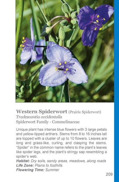 Rocky Mountain Wildflowers Field Guide 2019 (PDF Edition)