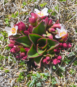 Alpine Wildflowers Abound at Mount Evans, CO.