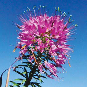 Roadside Wildflowers of the Great Sand Dunes National Park of Colorado.