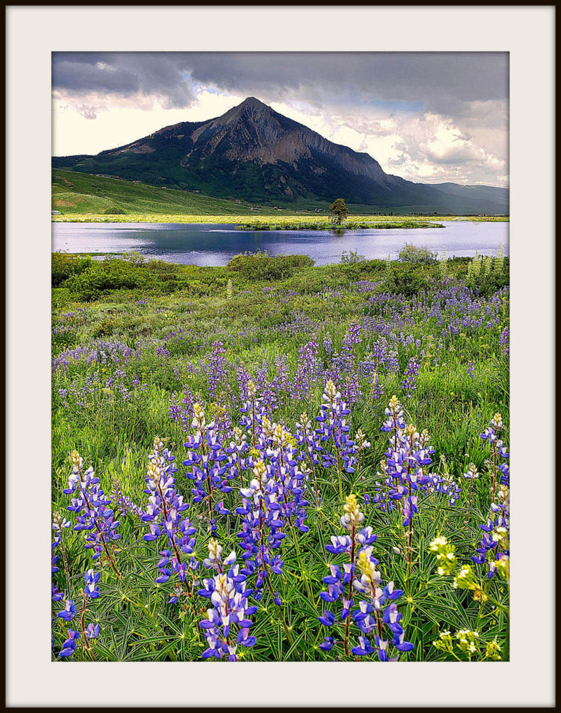 See Colorado's Abundant Wildflowers at the Crested Butte Wildflower Festival.