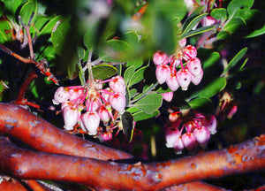 Spring Wildflowers in Arizona’s Catalina State Parks are Getting Better Day by Day.