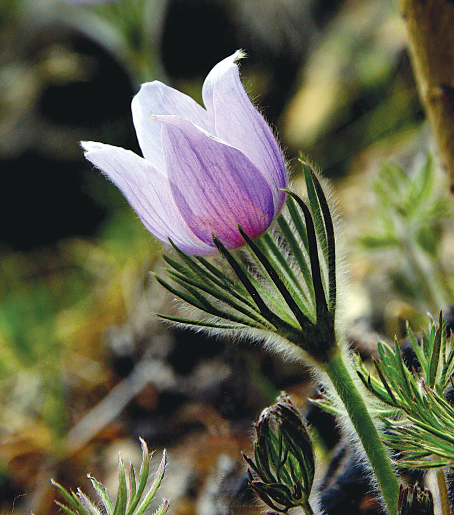 The Pasqueflower Signals the Beginning of Spring in the Rocky Mountains.