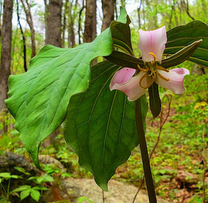 Wildflowers, Especially Lilies, are Abundant this Spring in the Blue Ridge Mountains.