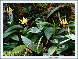 Joyce Kilmer Memorial Forest, A Delight for Nature Lovers and Photographers.