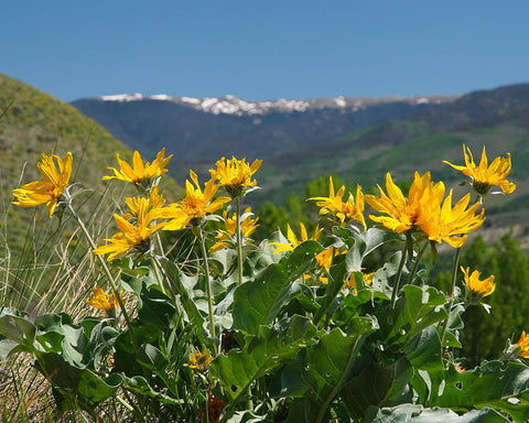 Wildflowers Are Popping up All Over Colorado.