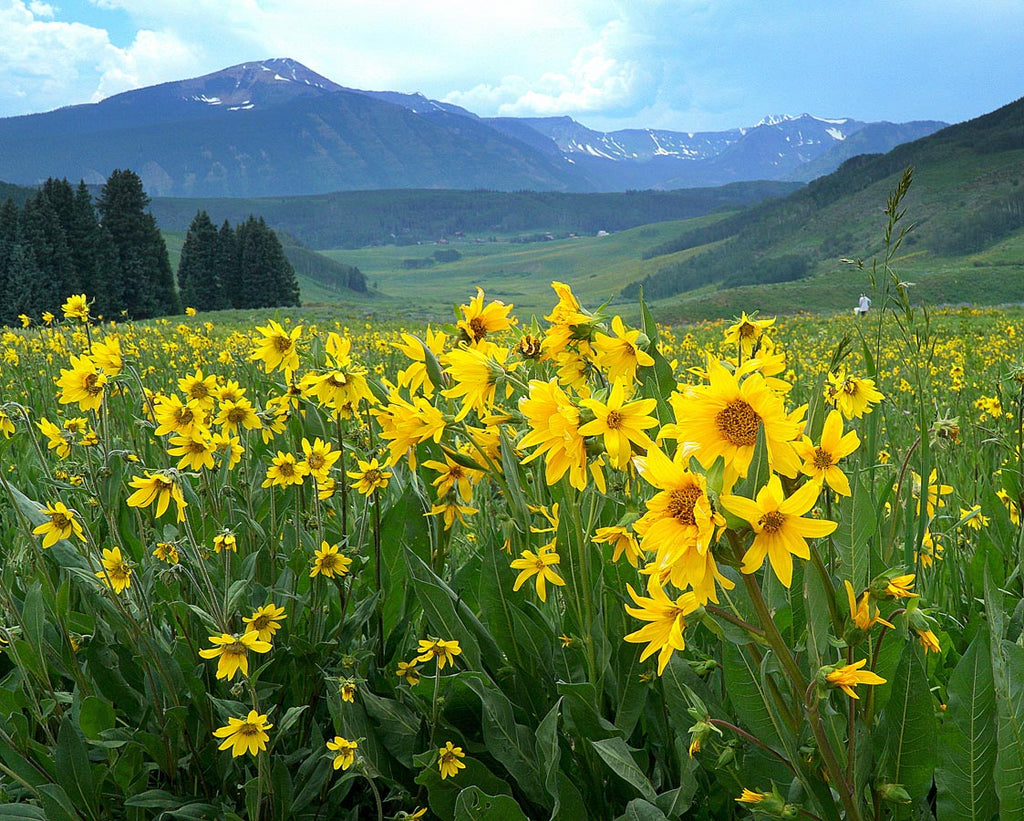 Rocky Mountain Wildflowers are Blooming early in Colorado’s Wildflower Capital, Crested Butte as the Wildflower Festival Time Approaches.