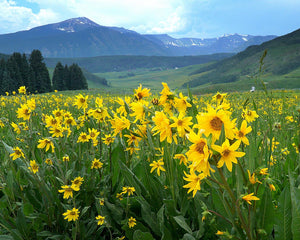 Rocky Mountain Wildflowers are Blooming early in Colorado’s Wildflower Capital, Crested Butte as the Wildflower Festival Time Approaches.