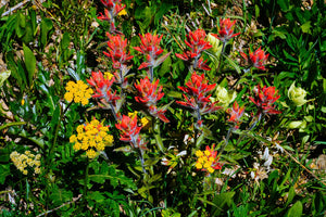 Hikes in Placer Valley, near Alma and in the Mosquito Range of the Rocky Mountains, Colorado by Linda and Bernie Nagy  to Identify Wildflowers.