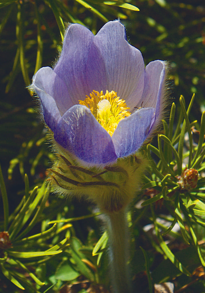 Pasqueflowers are Blooming as well as other early Wildflowers---Spring is Beginning in the Rocky Mountains.
