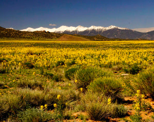 Yellow Wildflowers Splash Color on Roadsides, Meadows, and Hillsides in Colorado's Rocky Mountains